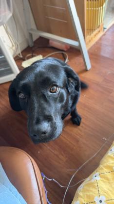 狗狗·拉布拉多·Coco