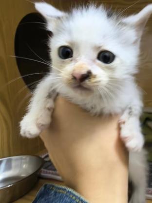 猫咪·中华田园猫·小猫