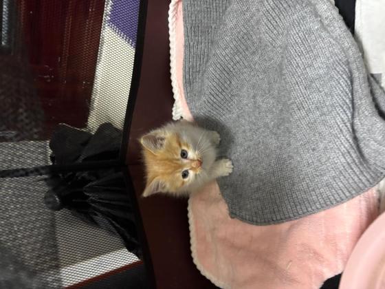 猫咪·田园猫·小橘