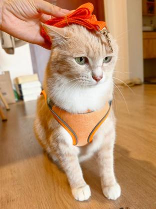 猫咪·田园猫·都都