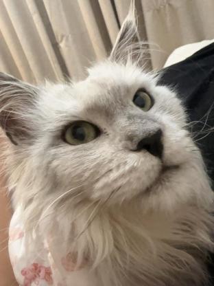 猫咪·缅因·安妮