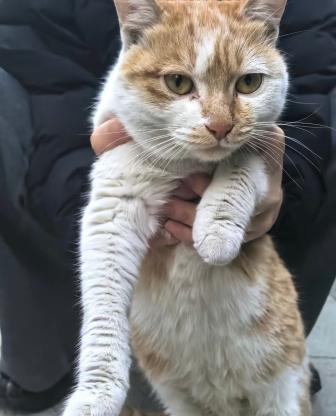 猫咪·橘白·橘妹