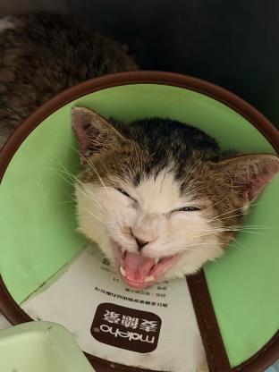 猫咪·狸花·小悟空