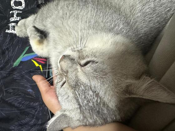 猫咪·银渐层·团团