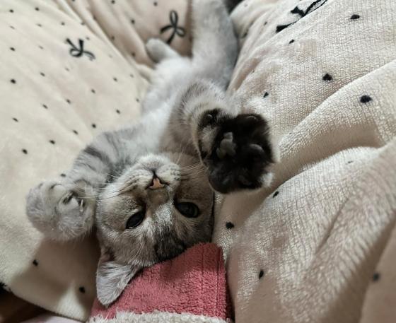 猫咪·银渐层·团团