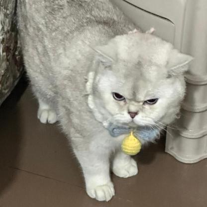 猫咪·银渐层·陪陪