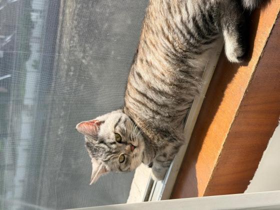 猫咪·美短串串·小歪