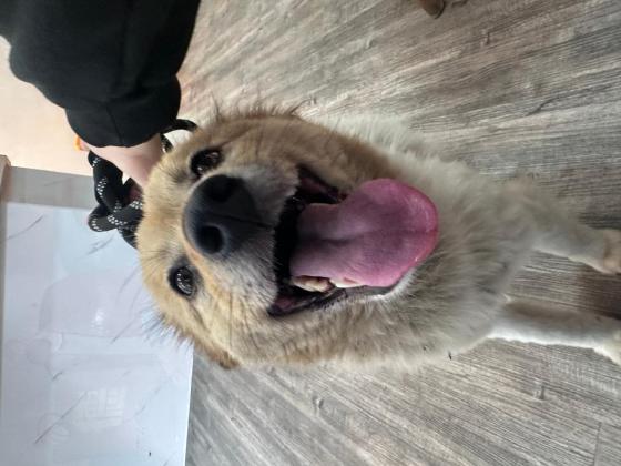 狗狗·田园犬·福福