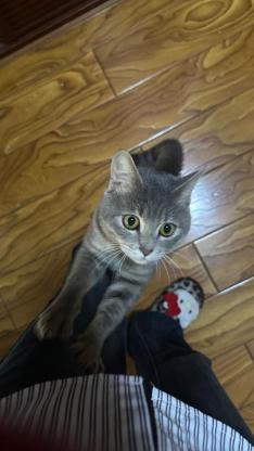 猫咪·蓝金虎斑·未取名