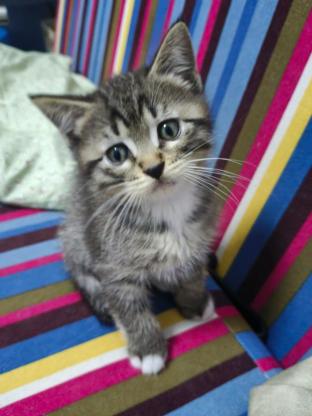 猫咪·狸花猫·没有