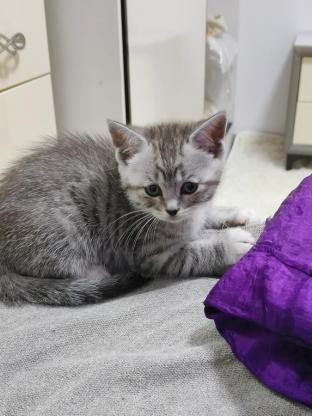 猫咪·田园猫·无