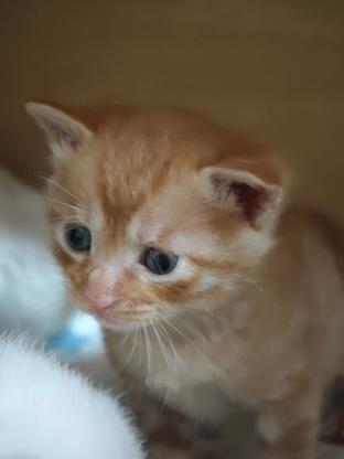 猫咪·田园猫·咪