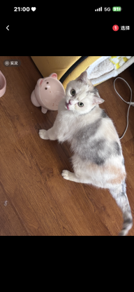 猫咪·三花·小乖