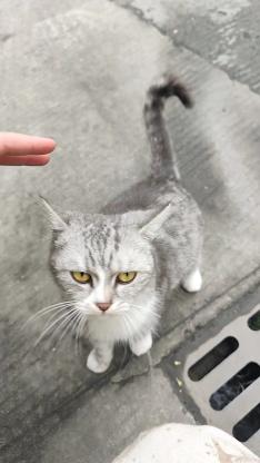 猫咪·有点像英短串·无