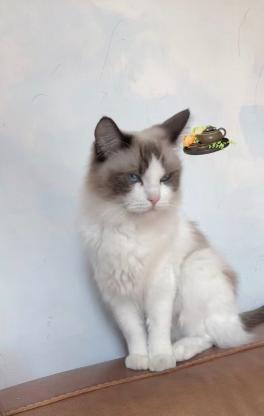 猫咪·布偶·香菜