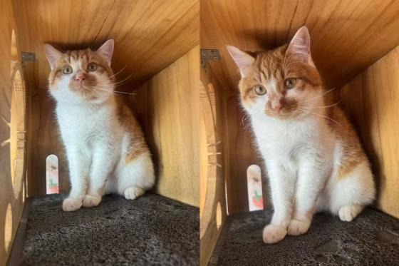 猫咪·橘白·麒麟