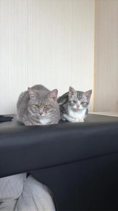 猫咪·混血·咪咪