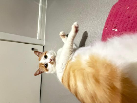 猫咪·橘白田园猫·耙耙柑