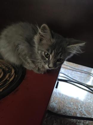 猫咪·串串·咪咪