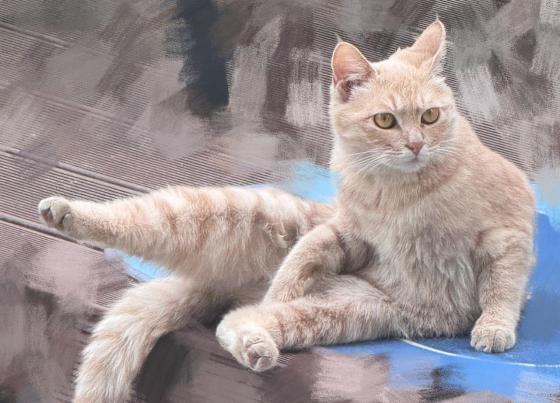 猫咪·英短乳白·咪咪