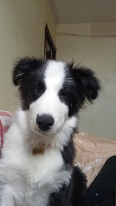 狗狗·边牧·奥利奥