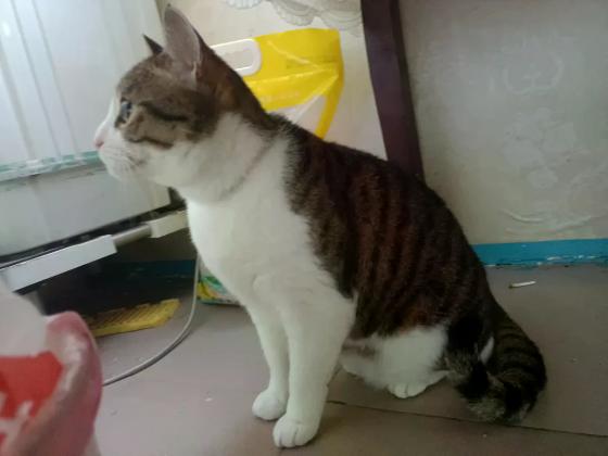 猫咪·梨花猫·臭瓜