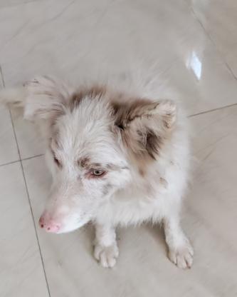 狗狗·边牧·不知道