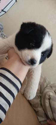 狗狗·边牧·奈奈