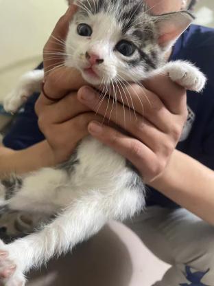 猫咪·虎斑·未取
