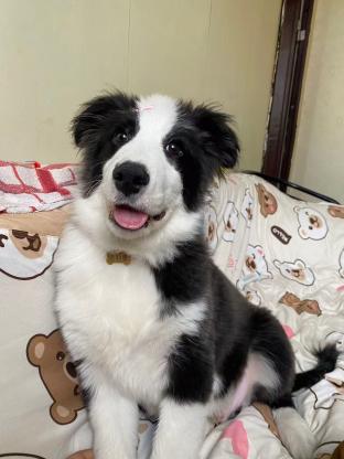 狗狗·边牧·阿奥