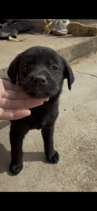 狗狗·拉布拉多幼犬·拉布拉多幼犬