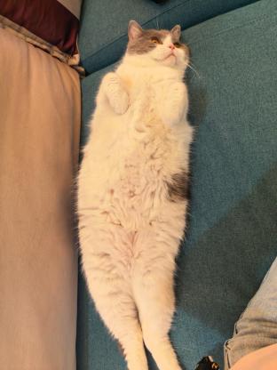 猫咪·蓝白·小布丁