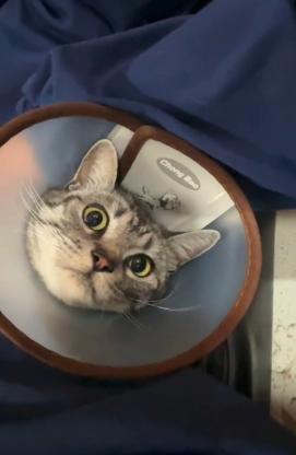 猫咪·美短·咪咪