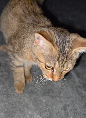 猫咪·黄狸·咪