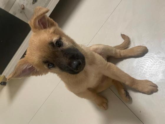 狗狗·马犬串串·晴天