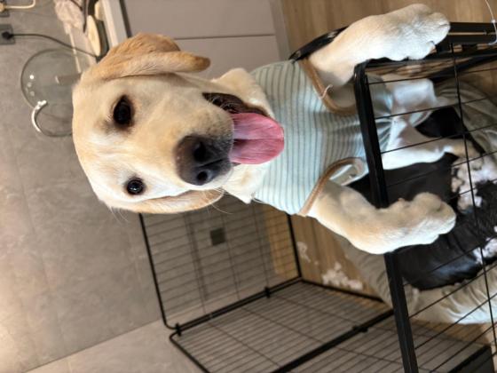 狗狗·拉布拉多双血统·秋一