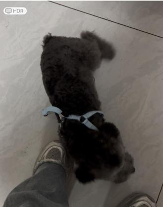 狗狗·灰泰迪·拿铁