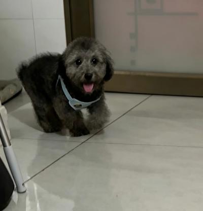 狗狗·灰泰迪·拿铁