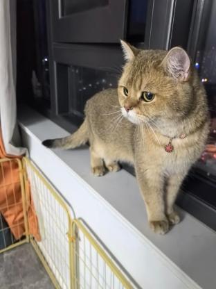 猫咪·金渐层·万金