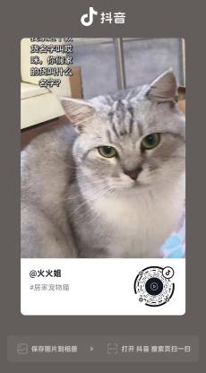 猫咪·银渐层·艾米