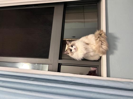 猫咪·布偶·七喜