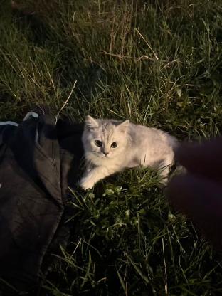 猫咪·未知·还没取