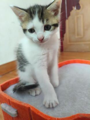 猫咪·中华田园猫·小猫