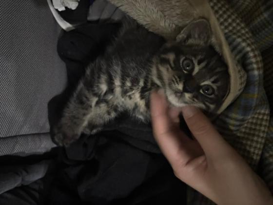 猫咪·狸花·李逵