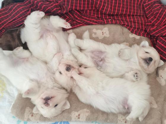 狗狗·博美串小型犬·小狗宝