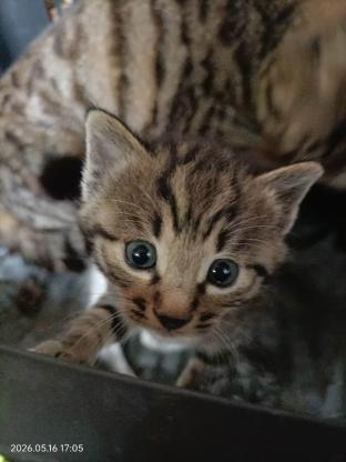 猫咪·田园猫·猫猫