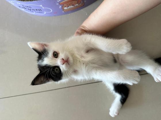 猫咪·田园猫·奶牛猫