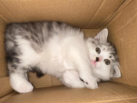 猫咪·银虎斑串串·猫猫