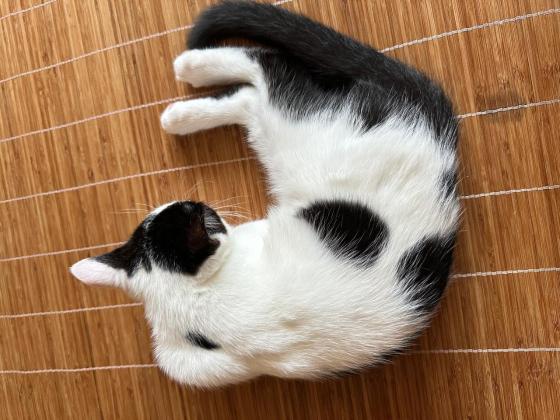 猫咪·田园·小猫
