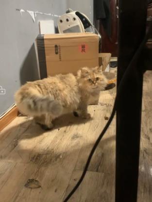猫咪·长毛金渐层·美美